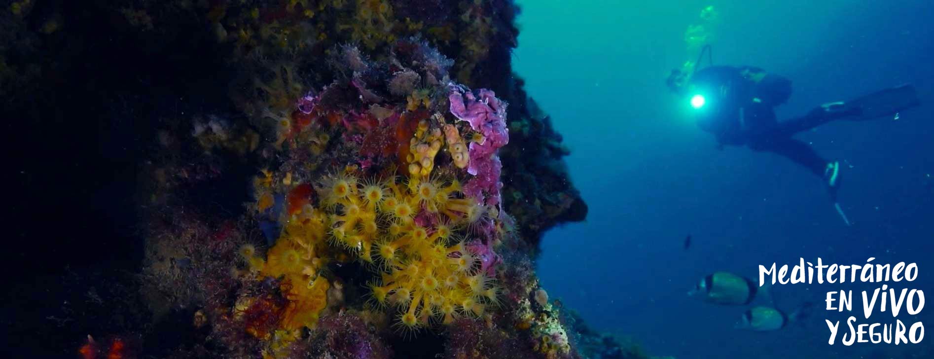 Buceo en la Comunitat Valenciana
