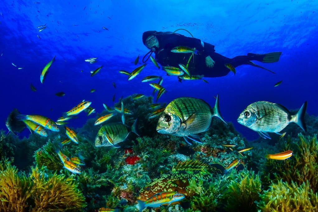 Diplodus en la Reserva Marina de Isla de Tabarca