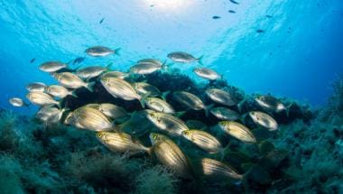 Cardumen de Sarpa salpa en Benidorm