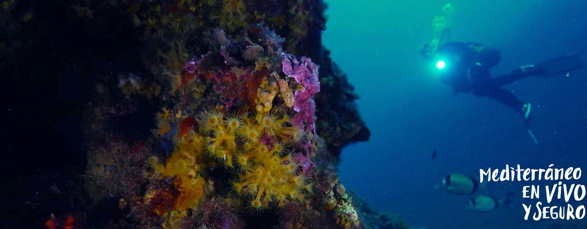 Buceo en la Comunitat Valenciana