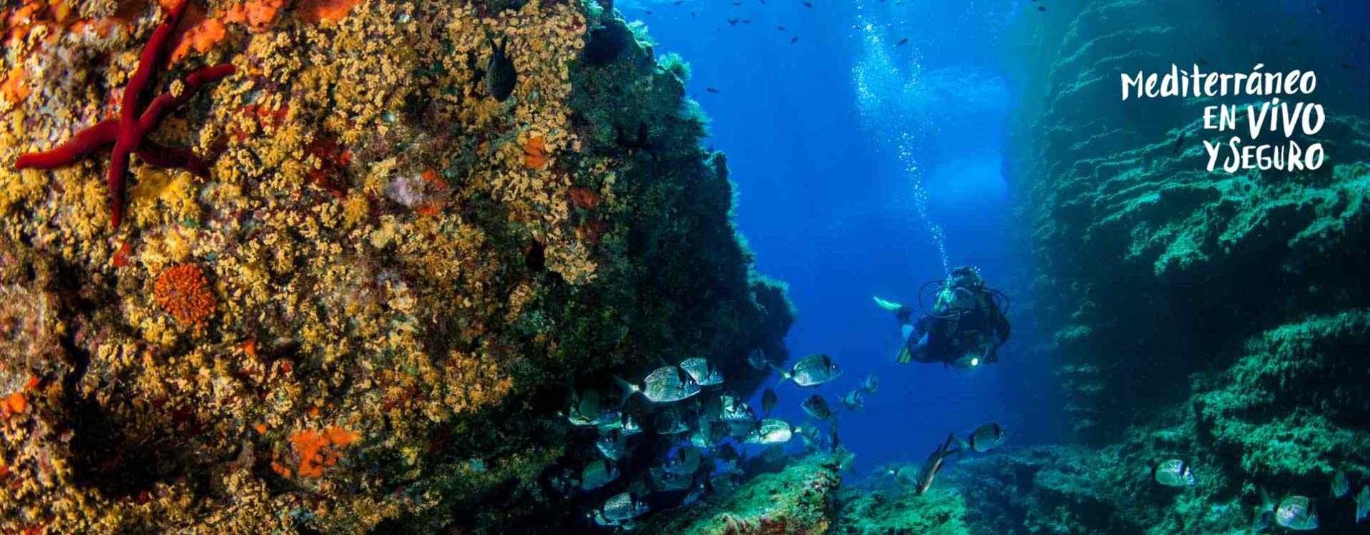 Diving in Benidorm Island